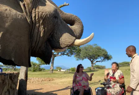 Activities from Sunset Lodge & Safaris Moments with Elephants