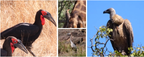 Kruger Park Safaris with Sunset Lodge and Safaris near Orpen Gate