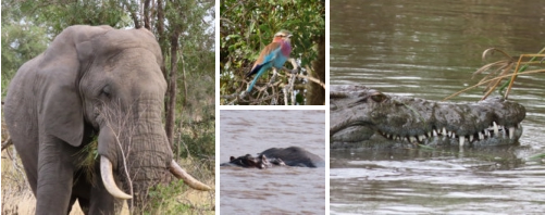 Kruger Park Safaris with Sunset Lodge and Safaris near Orpen Gate