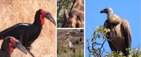 Kruger Park Safaris with Sunset Lodge and Safaris near Orpen Gate