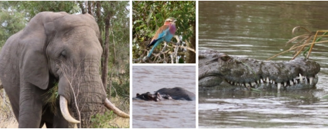 Kruger Park Safaris with Sunset Lodge and Safaris near Orpen Gate