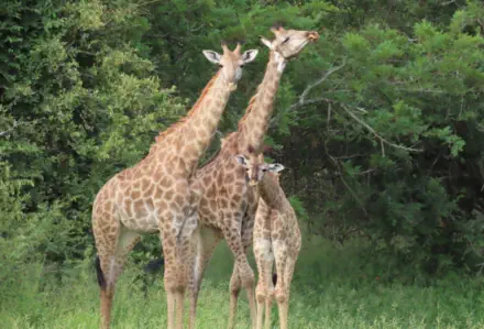 Giraffe seen from the Viewing Deck at Sunset Game Lodge Hoedspruit