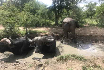 At Sunset Game Lodge Hoedspruit