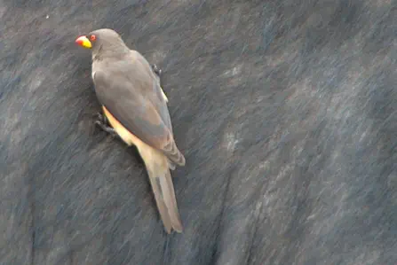 Sunset Game Lodge Hoedspruit