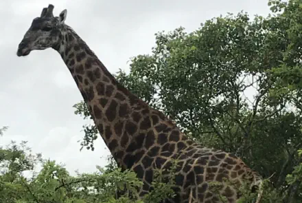 Sunset Game Lodge sightings