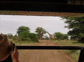 Safaris from Sunset Lodge and Safaris near Orpen Gate