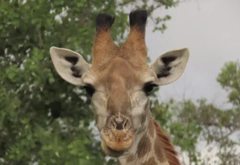 Book your Big 5 Game drive with Sunset Game Lodge