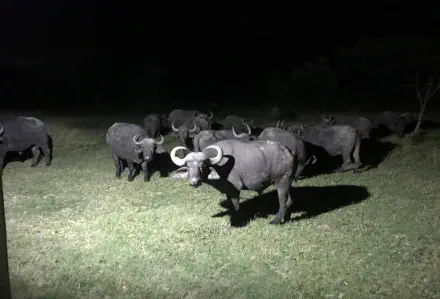 Buffalo at Sunset Game Lodge Restaurant near Orpen Gate