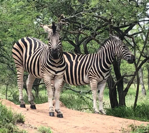 Build your own Safari Package Sunset Game Lodge