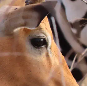 Full Day Kruger Park Safari with Sunset Game Lodge