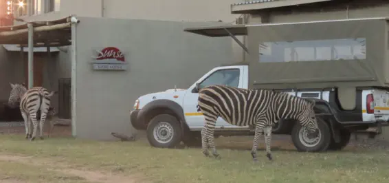 Full Day Safaris to Kruger National Park