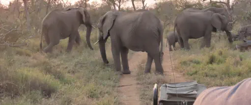 Greater Kruger Safari Packages Sunset Game Lodge