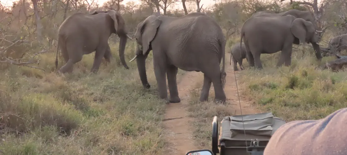 Greater Kruger Safari Packages Sunset Game Lodge