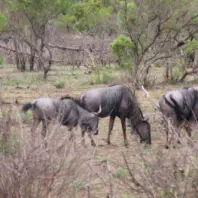 Kruger Full Day Safaris from Sunset Lodge and Safaris near Hoedspruit