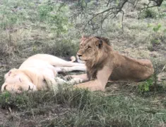 Kruger National Park Orpen Gate with Sunset Lodge and Safaris