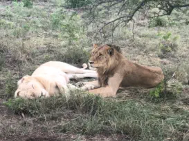 Kruger National Park Orpen Gate with Sunset Lodge and Safaris