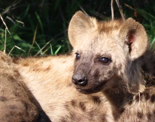 Kruger Package Sunset Game Lodge