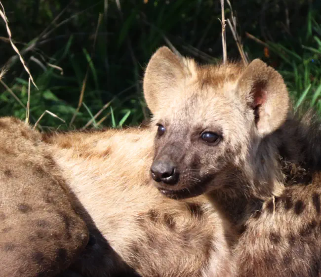 Kruger Package Sunset Game Lodge