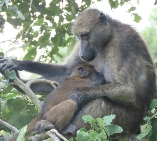 Kruger Packages Sunset Game Lodge