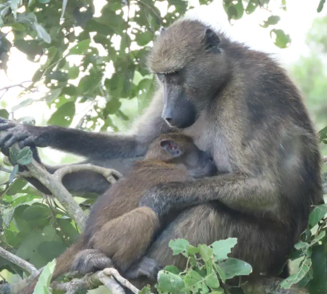 Kruger Packages Sunset Game Lodge