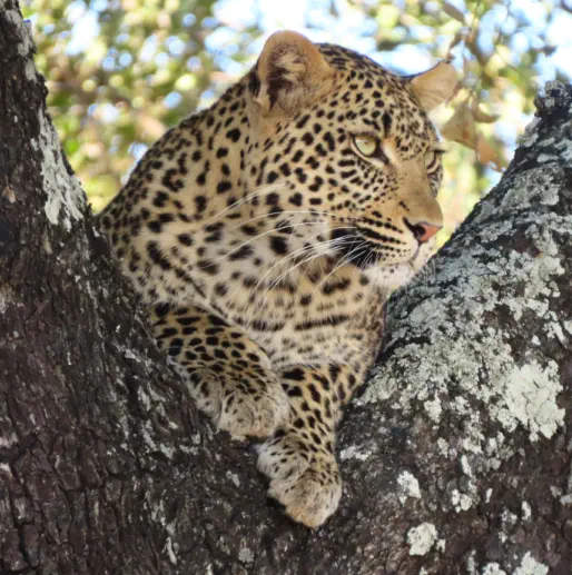 Kruger Safari Packages Sunset Game Lodge