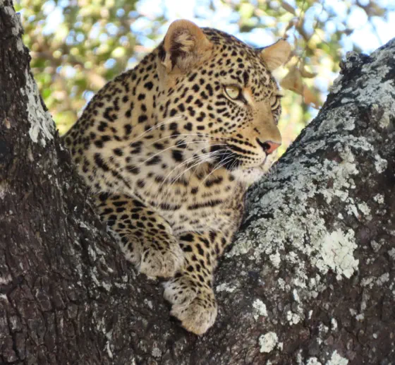 Kruger Safari Packages Sunset Game Lodge