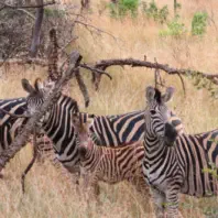 Kruger Safaris from Sunset Lodge and Safaris near Orpen Gate