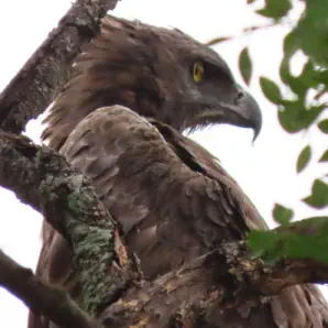 Kruger Safaris near Sunset Lodge and Safaris Hoedspruit