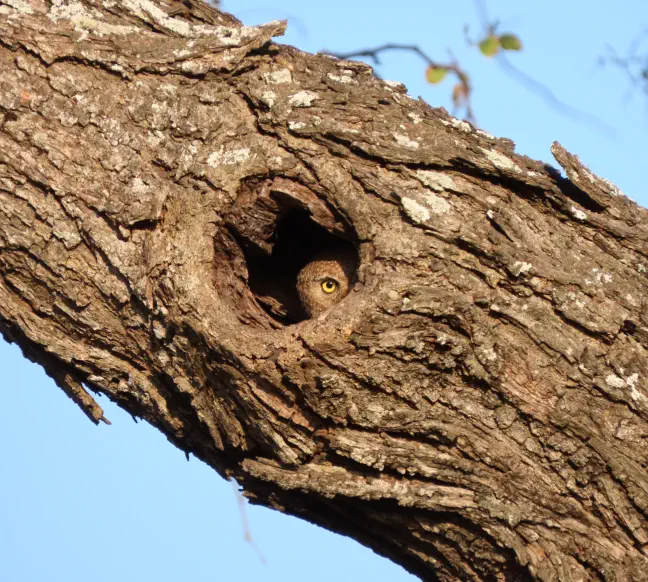 Kruger Starter Package Sunset Game Lodge