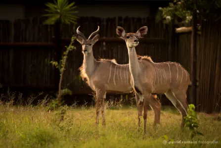 Kudu at Sunset Game Lodge near Orpen