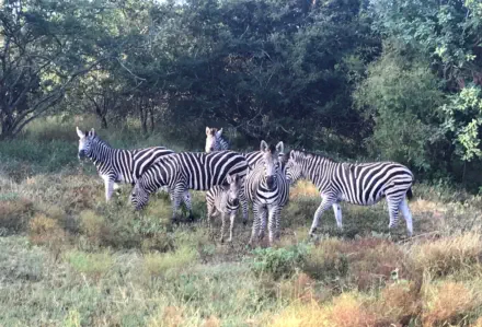 Sunset Game Lodge near Hoedspruit, Orpen Gate