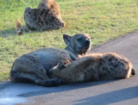 Sunset Lodge & Safaris Activities KNP