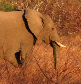 Sunset Lodge & Safaris Guests in Kruger Park