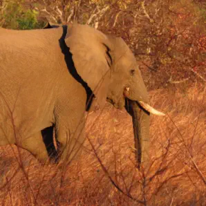 Sunset Lodge & Safaris Guests in Kruger Park